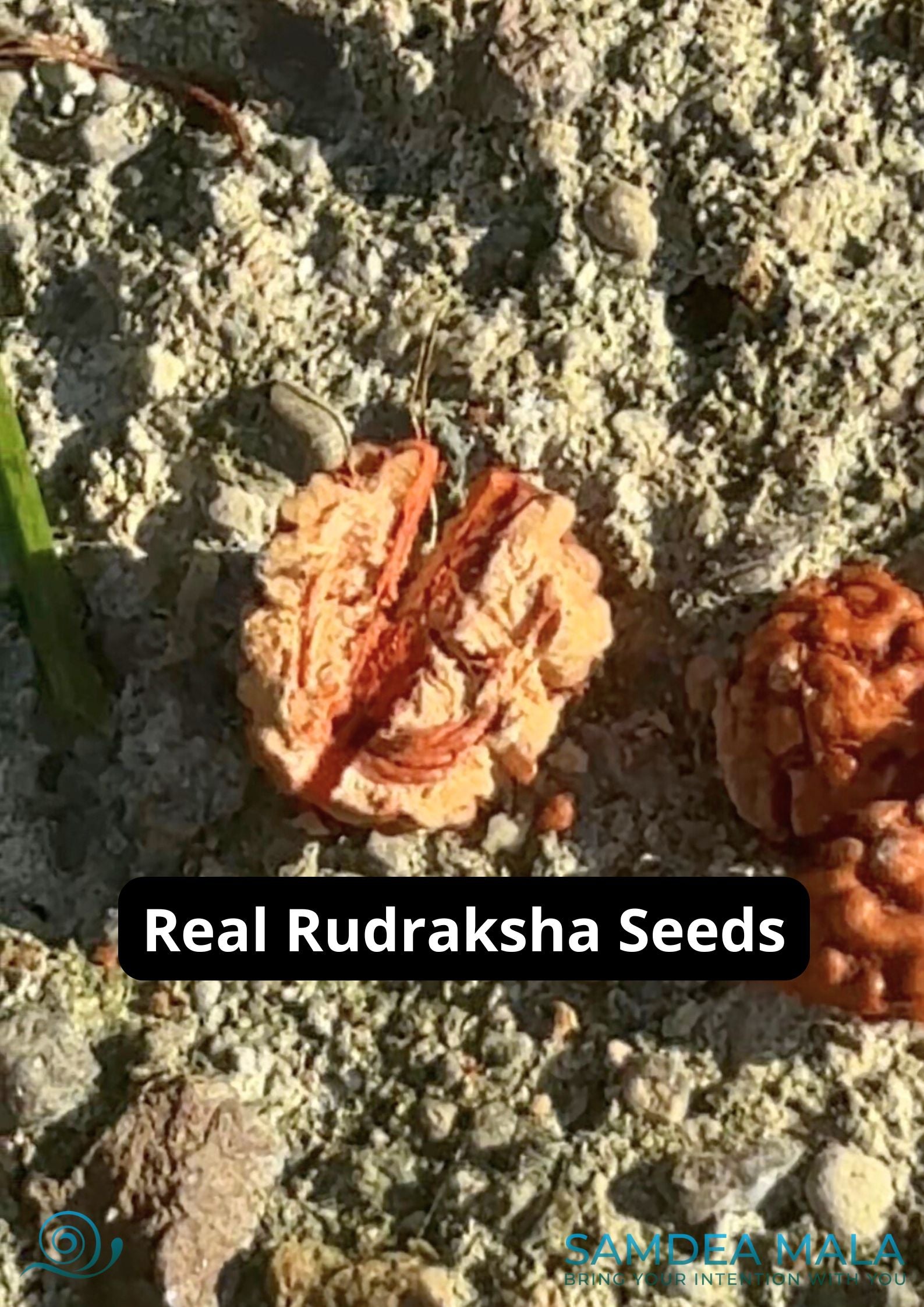 Real Rudraksha seeds, natural Rudraksha on mala for meditation