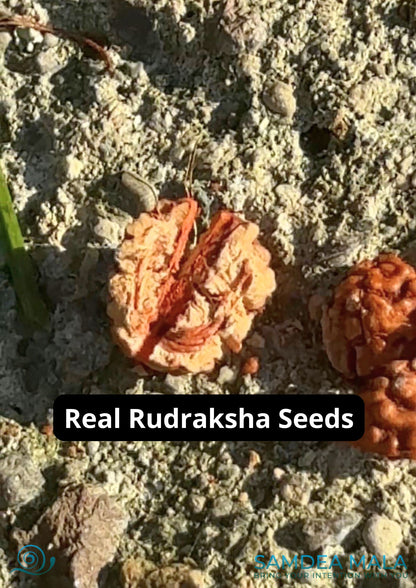 Real Rudraksha seeds, natural Rudraksha on mala for meditation